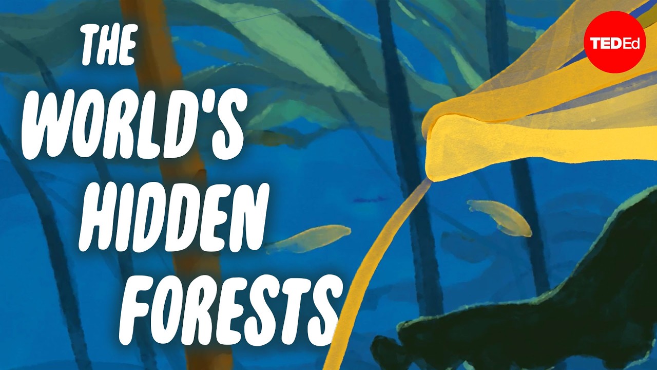 The gigantic forests you won’t find on land - Luka Seamus Wright and Salomé Buglass