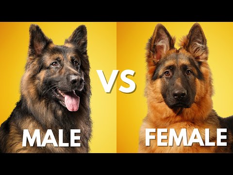 Male vs Female German Shepherd: Which is Best For You?
