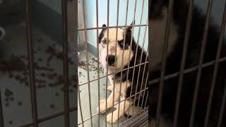 Video preview image #1 Siberian Husky Puppy For Sale in Pasadena, CA, USA
