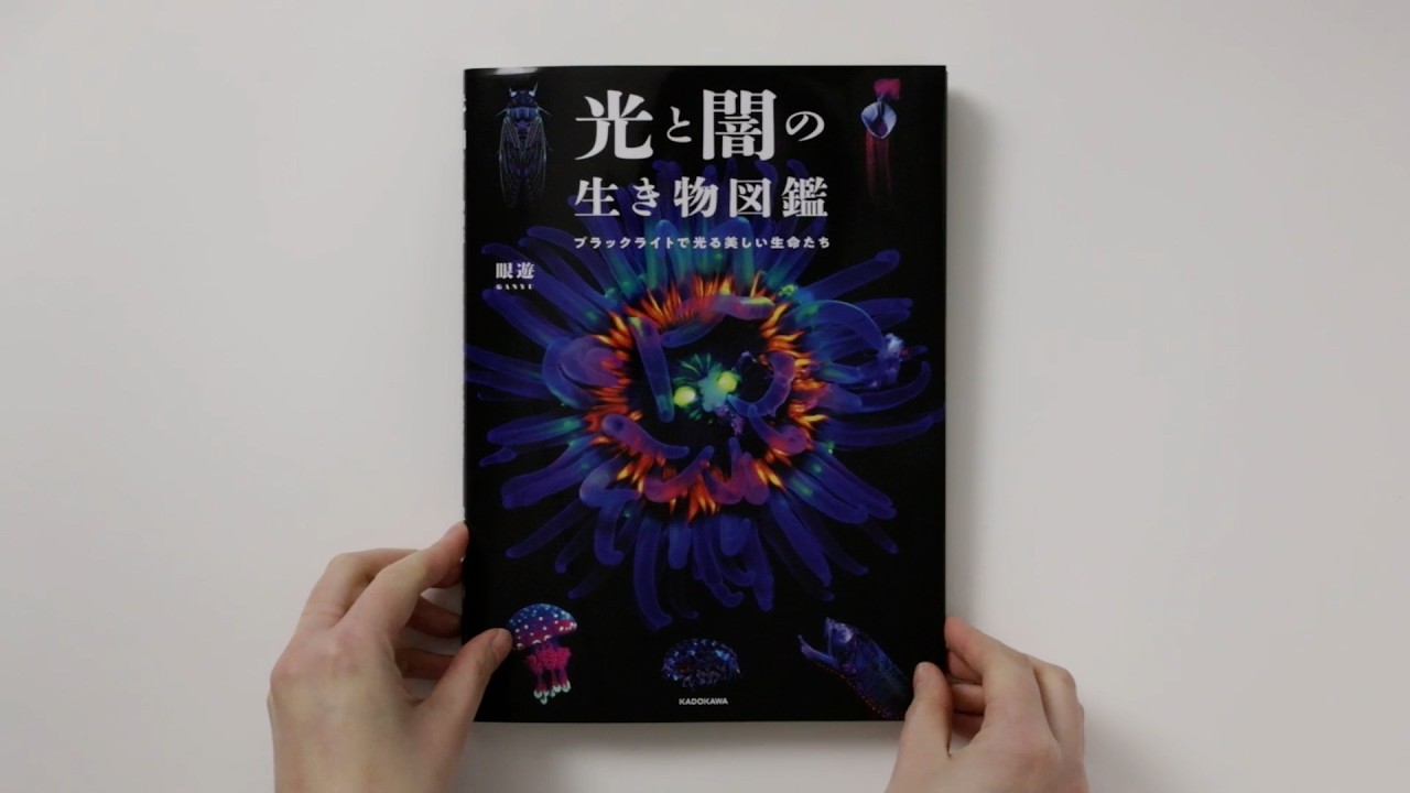 【光る生き物】日本初蛍光生物写真集『光と闇の生き物図鑑』をぱらぱらめくる