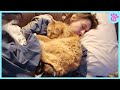 when your cat is not your pet 😸❤️ cute cat videos 2024