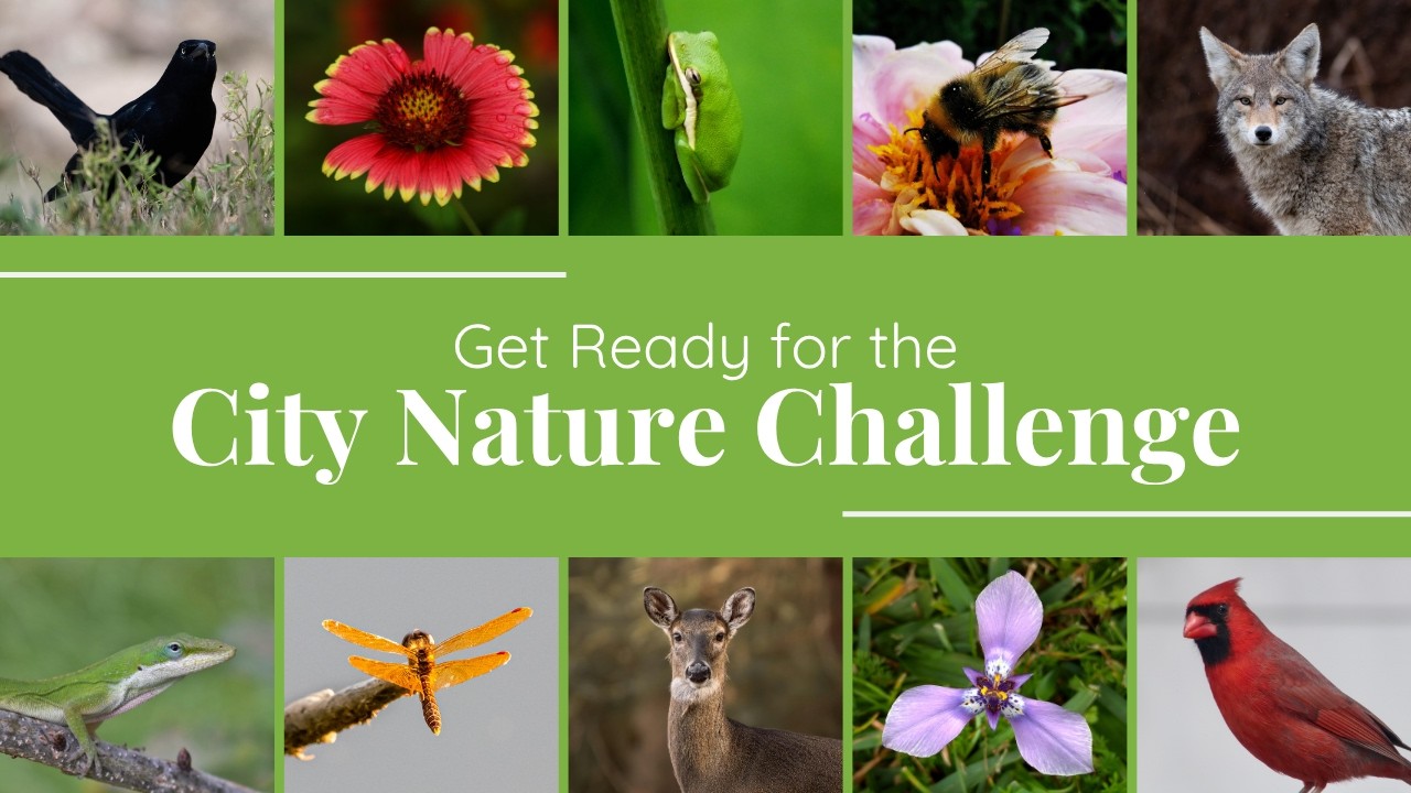 Get Ready for the City Nature Challenge