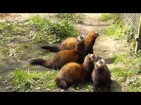 Hungry European polecats at Biotopwildpark Anholter Schweiz