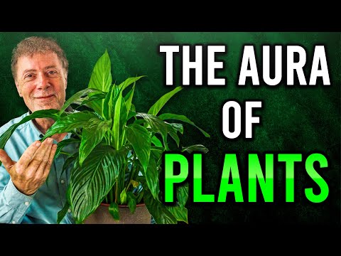 How to Communicate with Plants