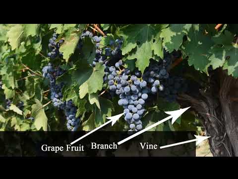 How to Abide in Christ, Clearly Explained