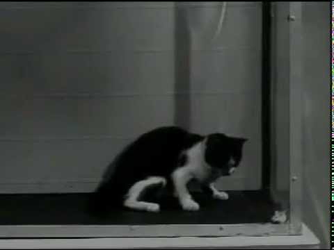 US Army LSD Test on Cat