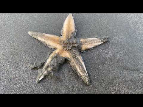 Star fish - alive… #beach #coxsbazar #fish #longestseabeach #travel #starfish