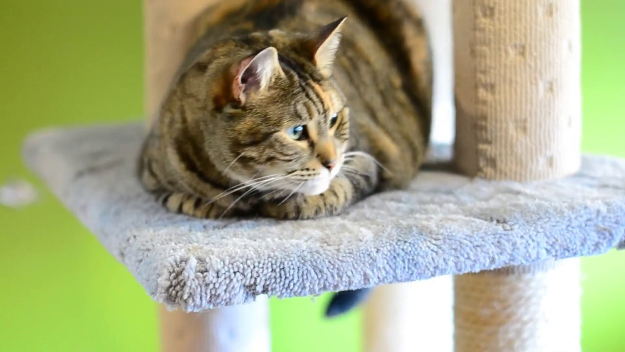 Take a sneak peek into Lucky Cat Cafe.