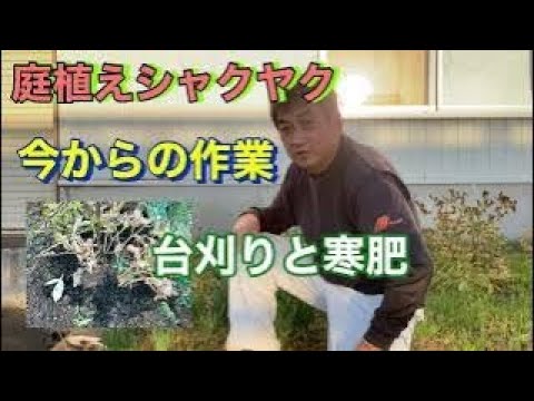 園芸 シャクヤク、シャクヤク