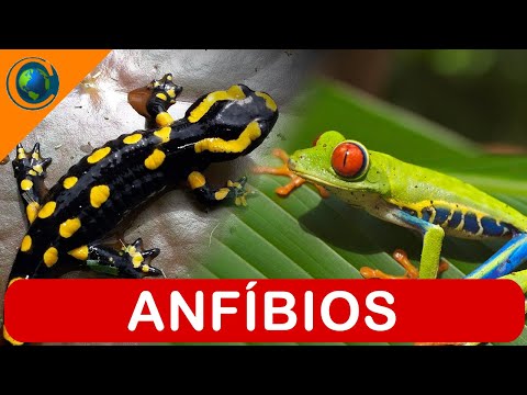 VERTEBRADOS - ANFÍBIOS
