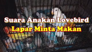 Download lagu Suara Anakan Lovebird Lapar Minta Makan || Kicau Series mp3