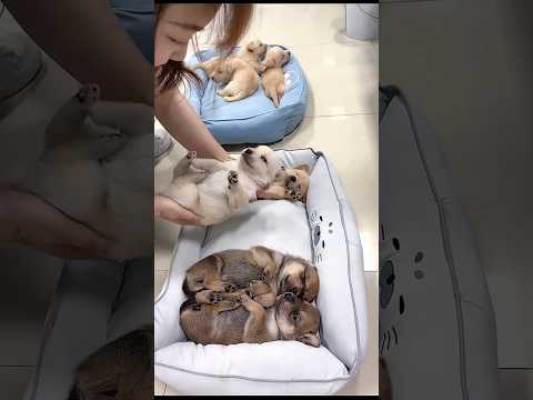 🐶❤️ A Mother and Daughter Rescue Tiny Puppies from the Street!😱#shorts