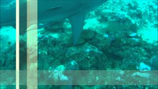 preview picture of video 'Fiji Diving March2014'
