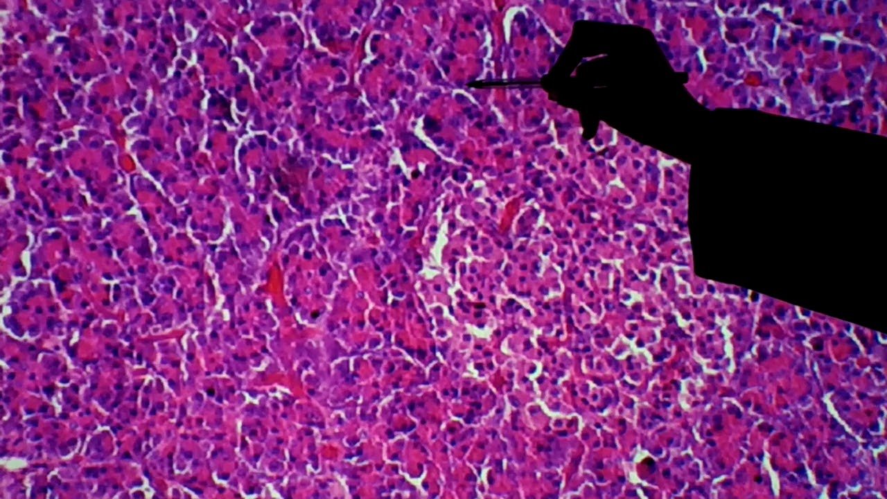 Histologia do Pâncreas