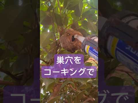 2月に見られる野生のミツバチはどれですか? 自然と動物