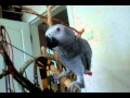 Попугай Жако поет песню 2013 про воздушный шарик 