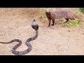 King Cobra Big Battle In The Desert Mongoose And The Unexpected Most Amazing Attack Of Animals