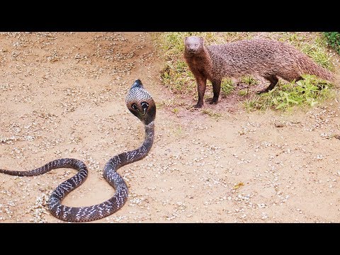 download lagu mp3 mp4 Shenke, download mp3 Shenke free download mp3, download mp3 Shenke