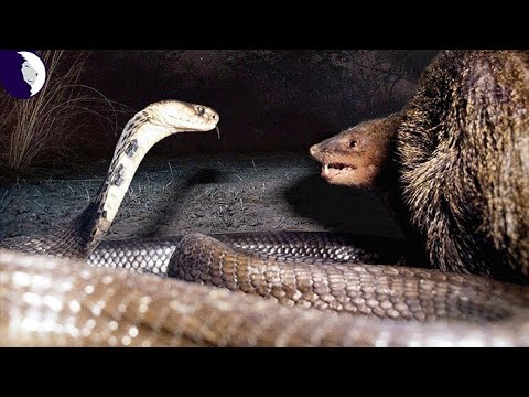 Mongoose vs snake! The ultimate encounter of two sworn enemies