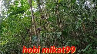Download lagu pikat poksay mandarin datang empat ekor(hobi mikat99) mp3 Download lagu pikat poksay mandarin datang empat ekor(hobi mikat99) mp3