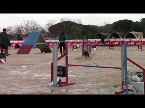Participante prueba Agility Cubas FMC 12Febrero2017 12h22