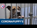 Nog steeds grote vraag naar puppy's, maar hoe moet dat als we weer naar kantoor gaan? - OMROEP WEST