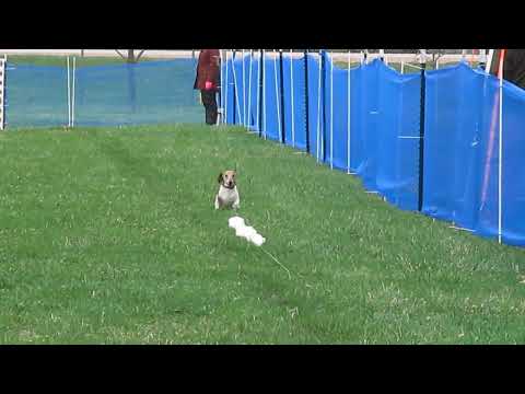 Dylan Dachshund 2nd Fast CAT run, FDKC, Fort Dodge, IA 4/15/23