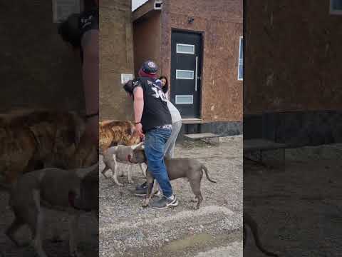 Pit bull dogs escaped on the south bank