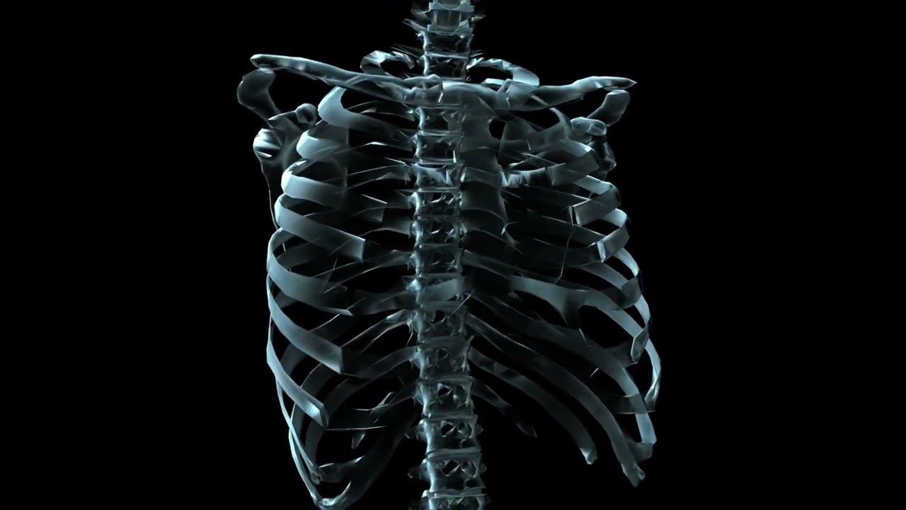 human skeleton rotating 3d animation