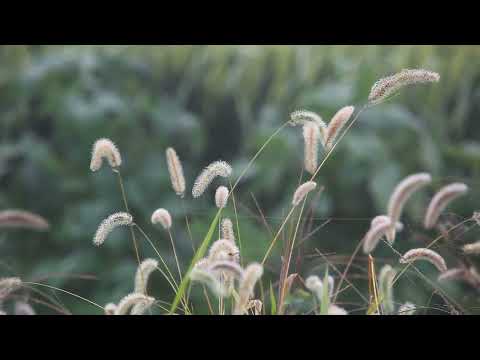 2 hours. The rustle of grass and the sound of the wind