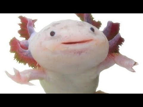 axolotl project