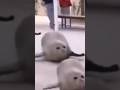 Smile and wave boys? #shorts ?: sealboo
