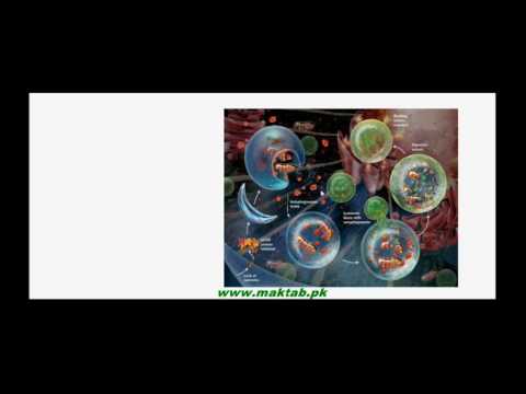 FSc Biology Book1, CH 4, LEC 10: Lysosomes
