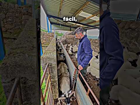 ¡Eso es lo que le hace a las ovejas!😮