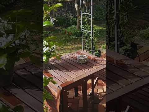 つるバラ「マニタ」 植物