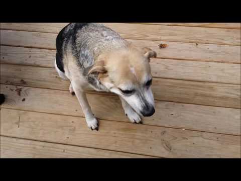 YouTube video about: Why is my dog dry heaving and coughing?