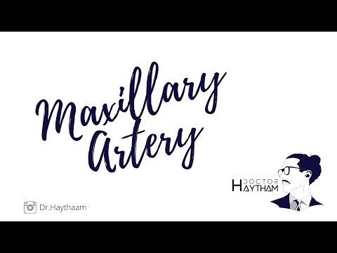 Maxillary Artery | Branch of External Carotid Artery