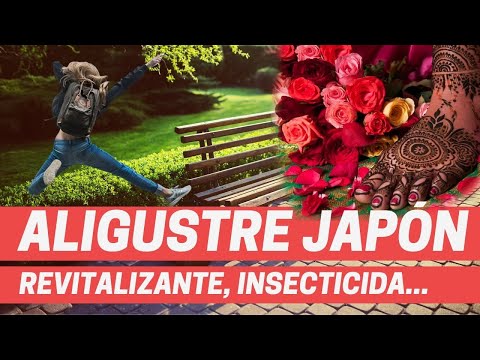 Privet or henna, henna tattoo Uses and regenerative properties, Medicinal plants 2020 hedges