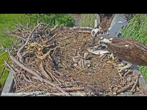 Fish breaks up sibling rivalry - June 15, 2021 - BL Osprey Cam Highlight