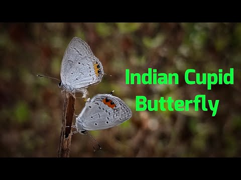 Everes lacturnus syntala / Indian Cupid Butterfly Mating #butterfly #mating #insects