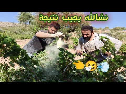 , title : 'جربنا هي الطريقة لنحمي كرم العنب من الخنازير البرية | والباقي ع الله ❤️'