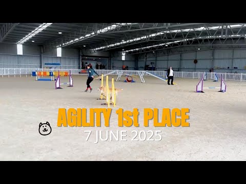 🥇First Place – ANKC Master Agility 300 | 7 June 2025