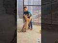 Chidiyakhana Tiger Video Tiger Video Youtube Viral Shortsfeed Trending Tiktok Vlog New
