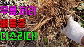 뼈 관절 허리 무릎 통증을 잡는다!? 우슬 쇠무릎 효능 알아보기! 면역력 성인병 변비 발기부전 피로회복 산남…