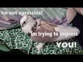 Pet Pigeon Behavior, This is NOT aggression!