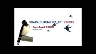 Download lagu SUARA  WALET TERBARU 2021  DURASI PANJANG,   AMPUH!! mp3