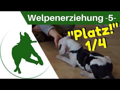 Puppy training part 5 - "SIT!" - 1/4 - the first steps