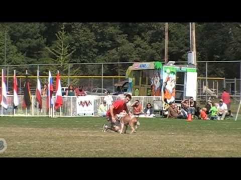10/11/2009 USDDN Roo Yori and Wallace The Pitbull -- FRISBEE DOG