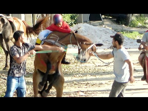 CORRIDA DE CAVALOS - Todas as carreiras do dia 17.10.2021