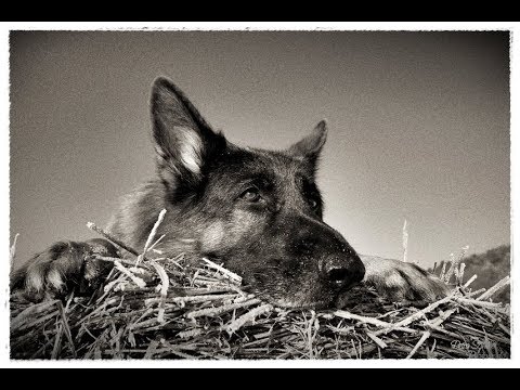 Ausbildung zum Hundeführer des Bundeswehr Doku deutsch 2018